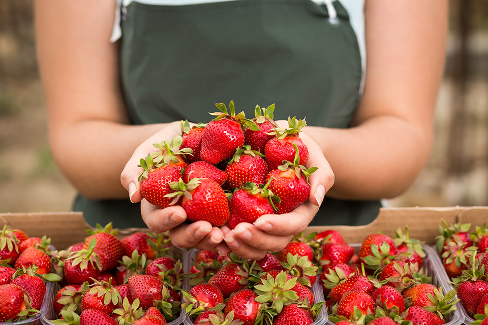 Shopping Köln und Erdbeerhof Schumacher Frechen