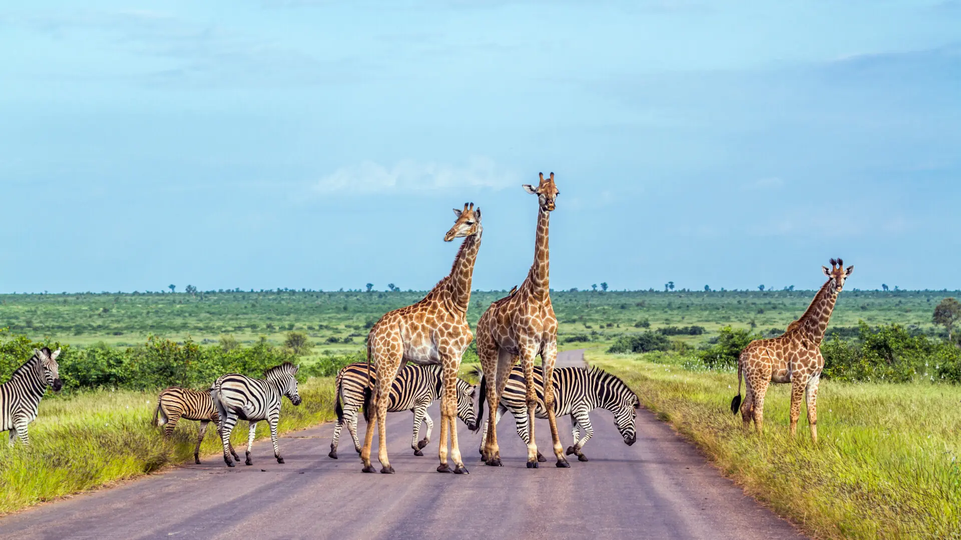 Entdecke das Abenteuer Südafrika!